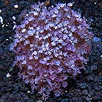 Flower Pot Coral, Blue/Purple 